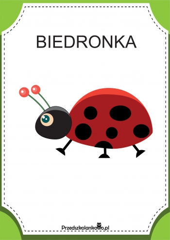 Biedronka-1