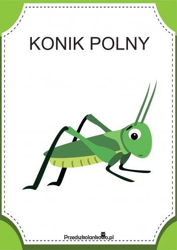 Konik-polny-1