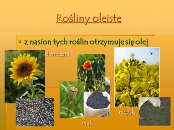 Rośliny+oleiste+z+nasion+tych+roślin+otrzymuje+się+olej+słonecznik