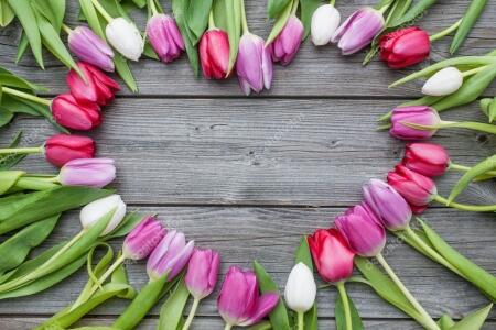 Kolorowe Tulipany 
