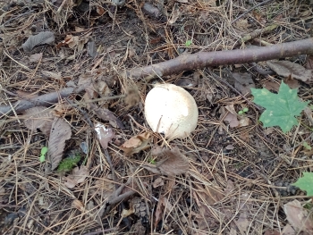 IMG_20251003_112429354_MFNR