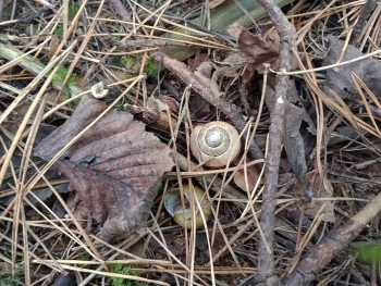 IMG_20251003_112440124_MFNR