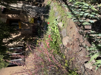 IMG_4367.jpeg