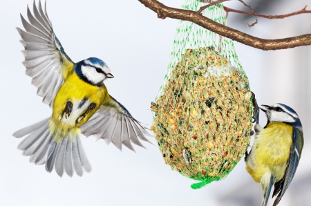 DOKARMIAMY PTAKI ZIMĄ