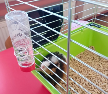 Nowy członek przedszkolnej społeczności – Borys