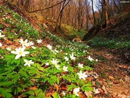 Wycieczka do lasu